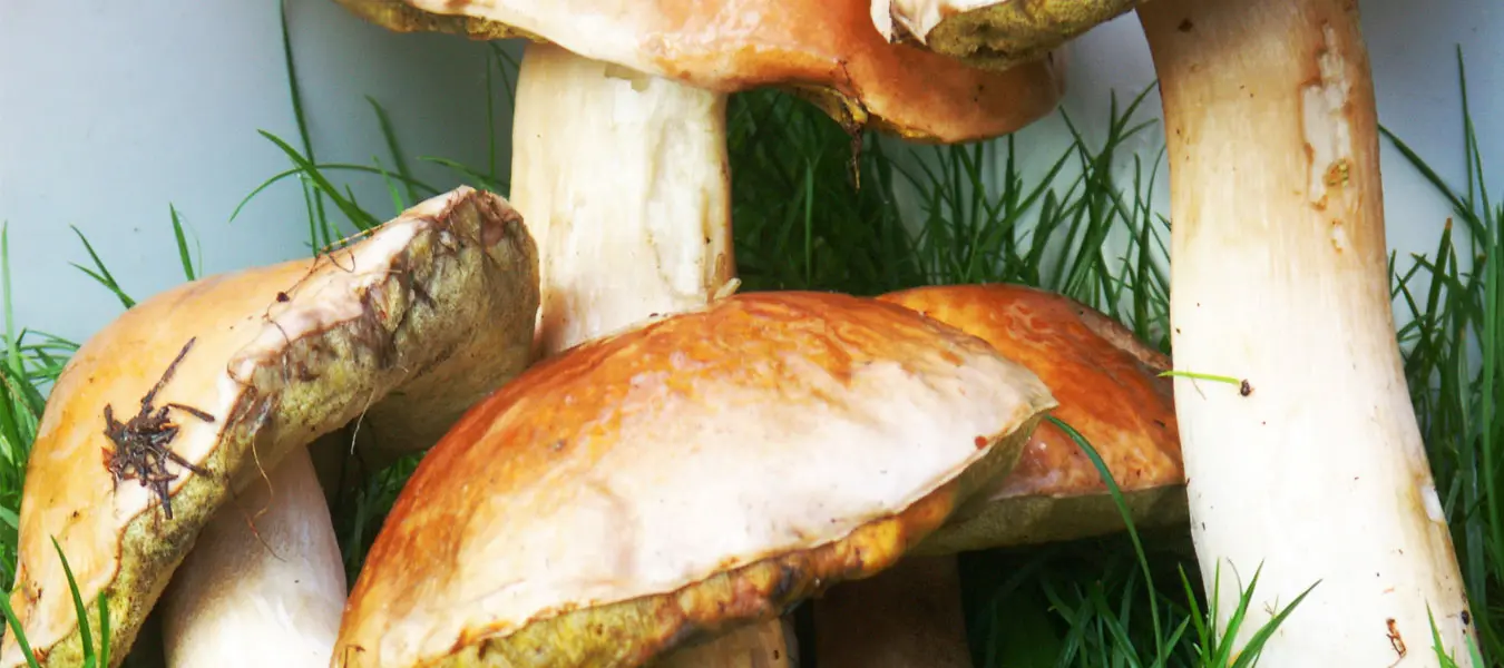 Ośrodek wypoczynkowy "Czapla" Rosnowo Ośrodek wypoczynkowy "Czapla" Rosnowo